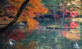 Kyoto Autumn